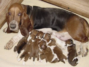 ziggynpups.jpg